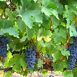 Casa de Campo Vilosell Wine *