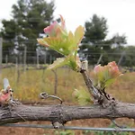 乡村民宿 Vilosell Wine