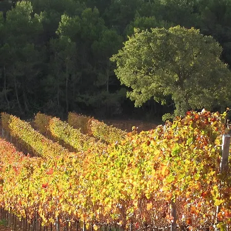 Casa rural Vilosell Wine