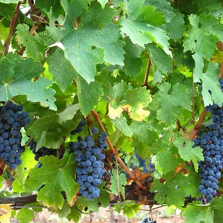 Casa de Campo Vilosell Wine *