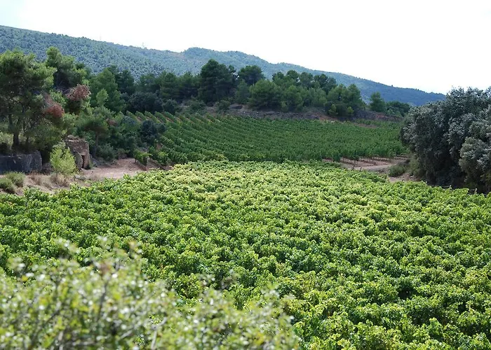 Vilosell Wine