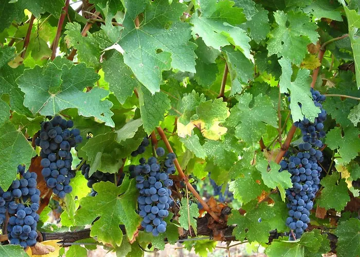 Εξοχικό σπίτι Vilosell Wine *