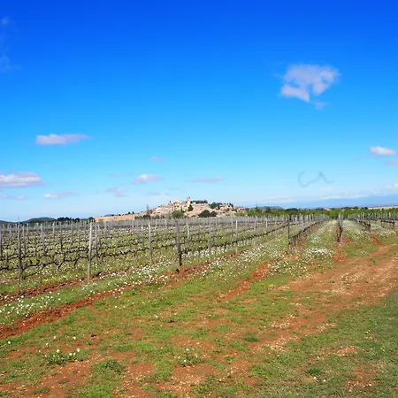 Vilosell Wine El Vilosell