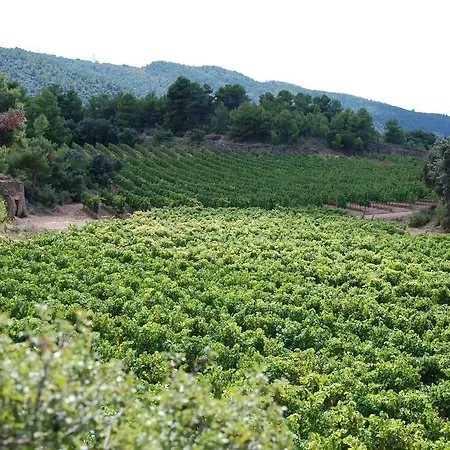 Vilosell Wine