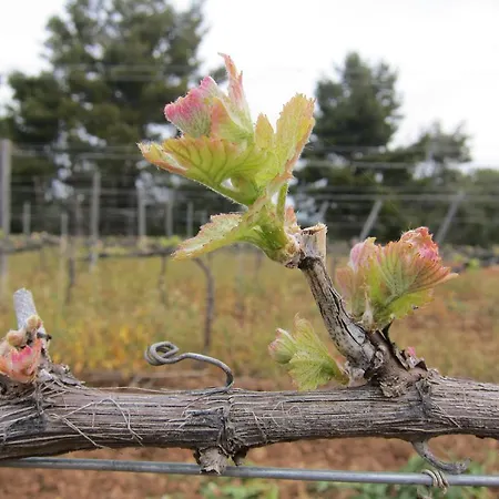 Lantställe Vilosell Wine